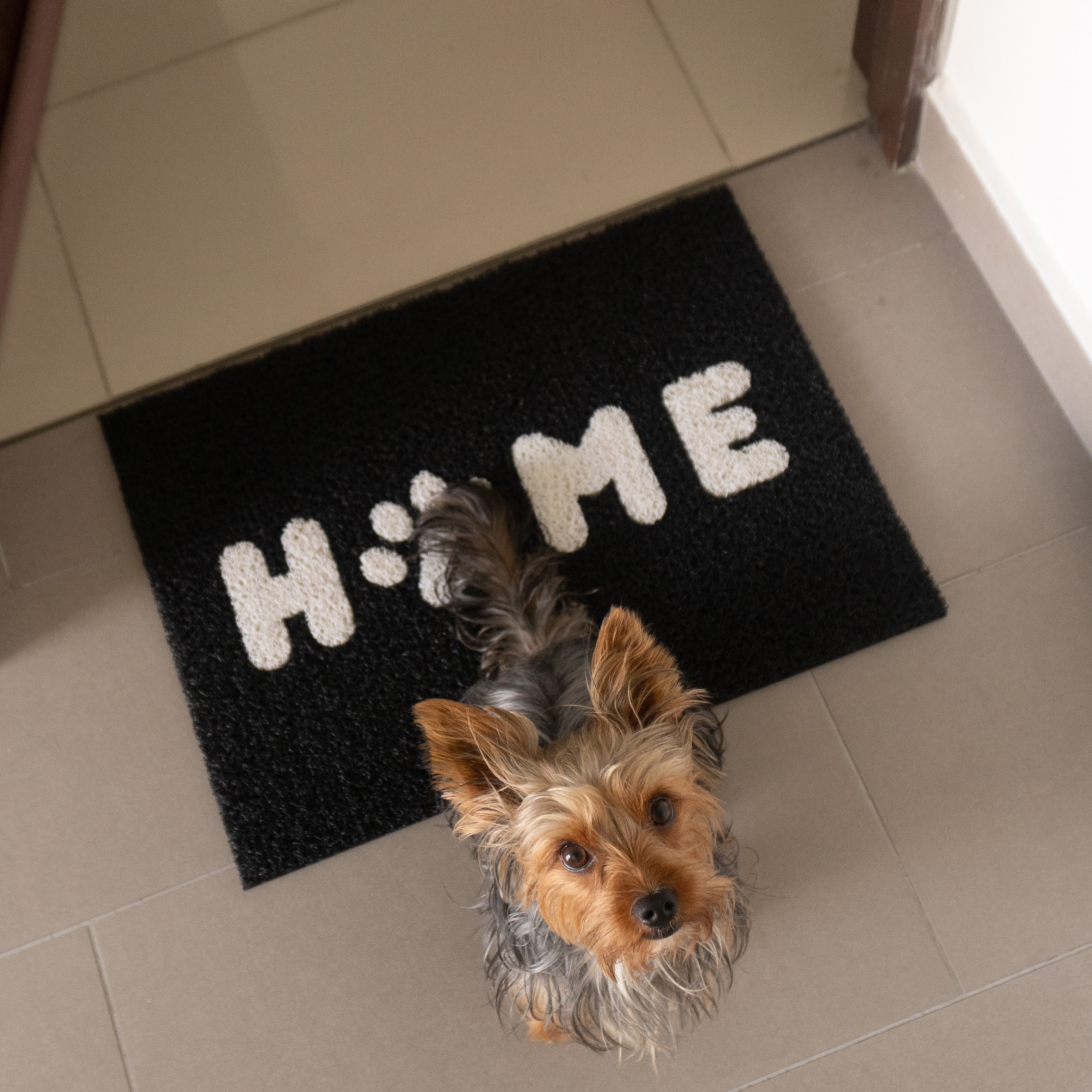 Tapete pet home