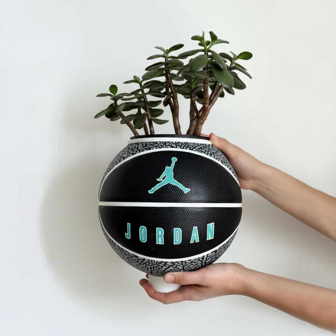 Matera basket plant Jordan Elephant