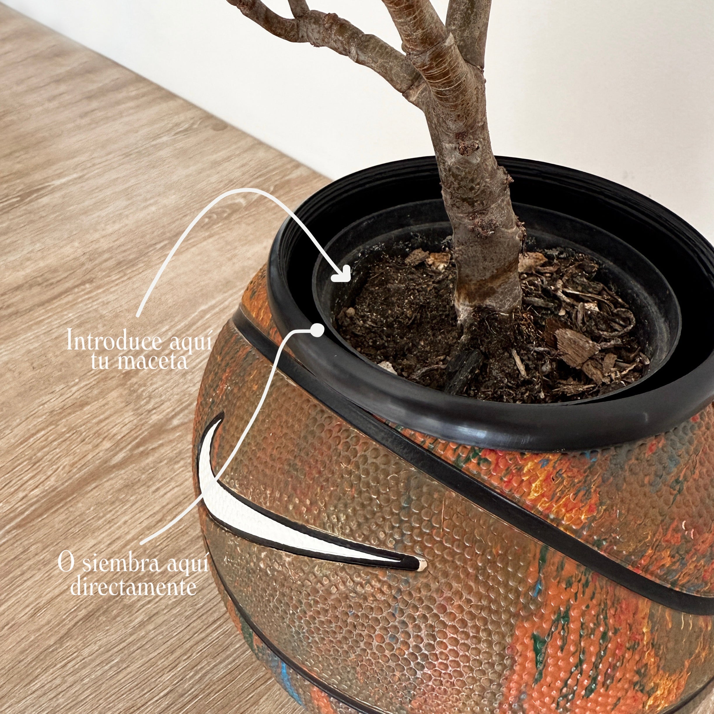 Matera mini basket plant Melon
