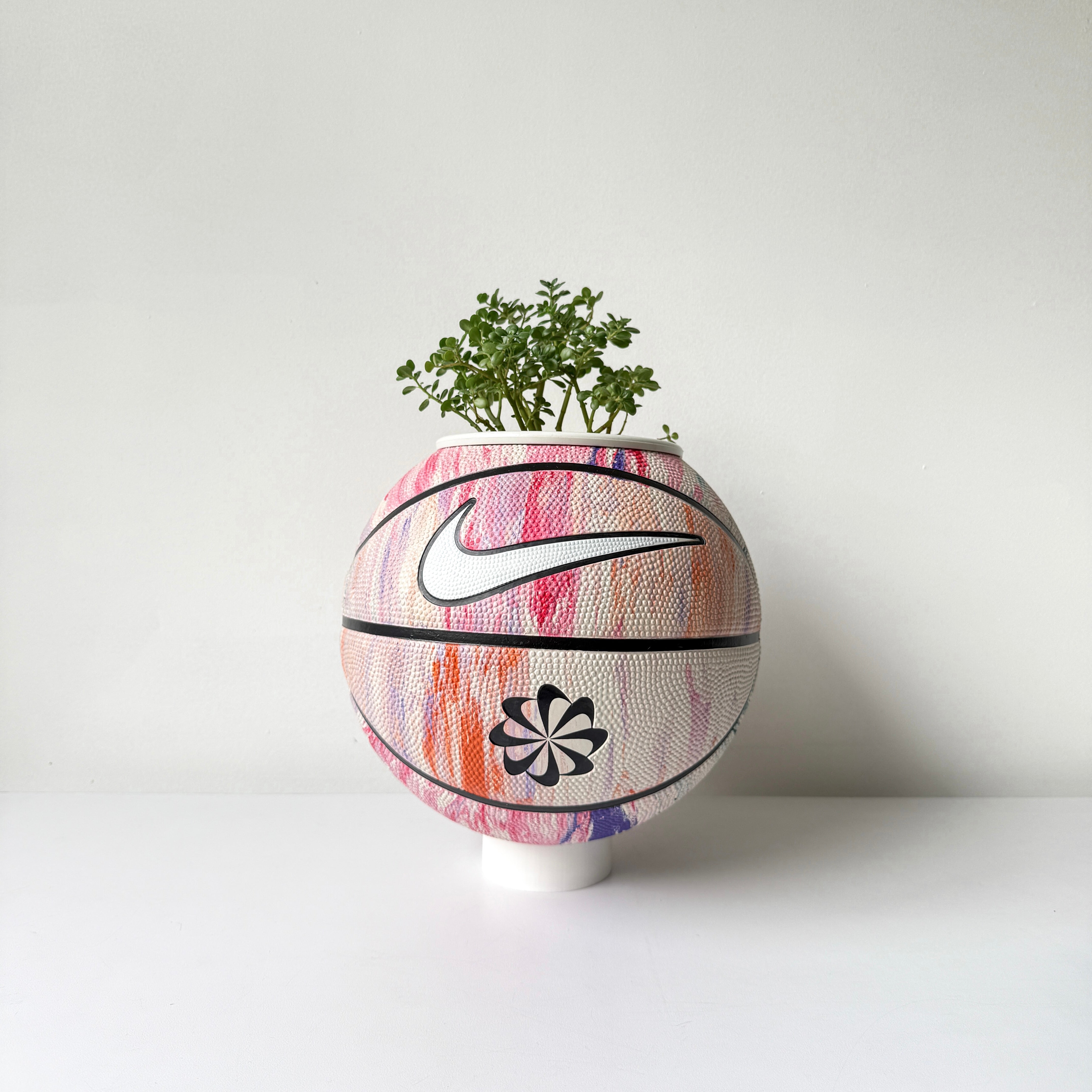 Matera basket plant confit nature