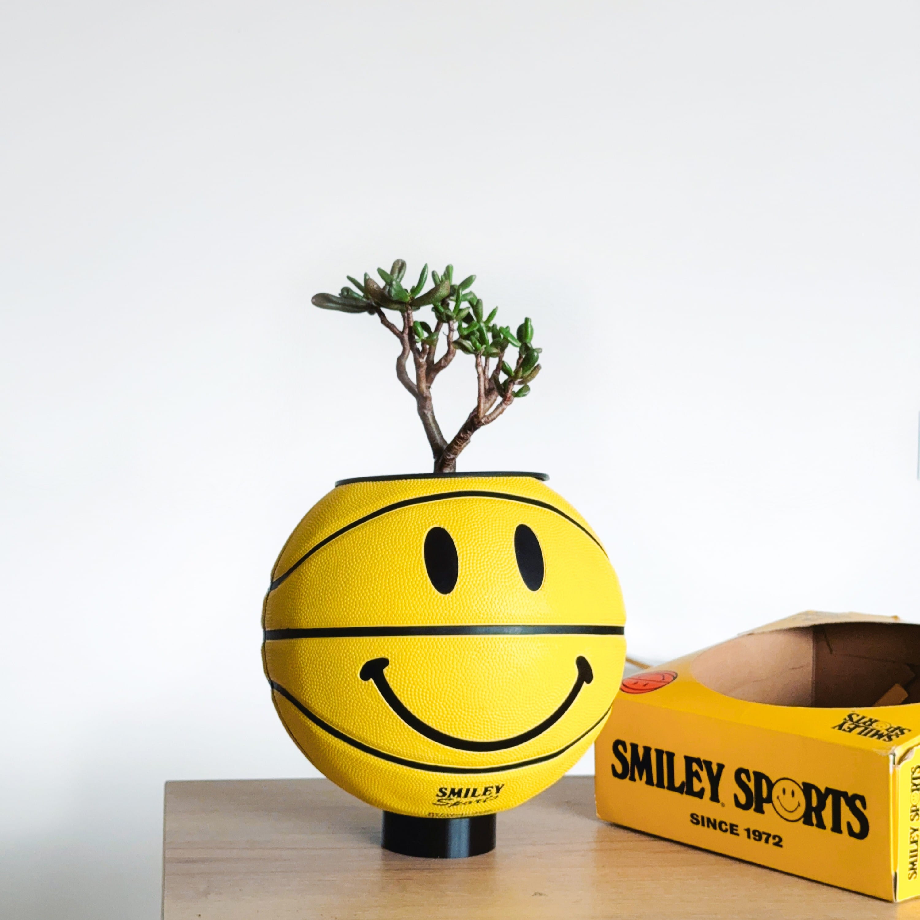 Matera basket plant Smiley