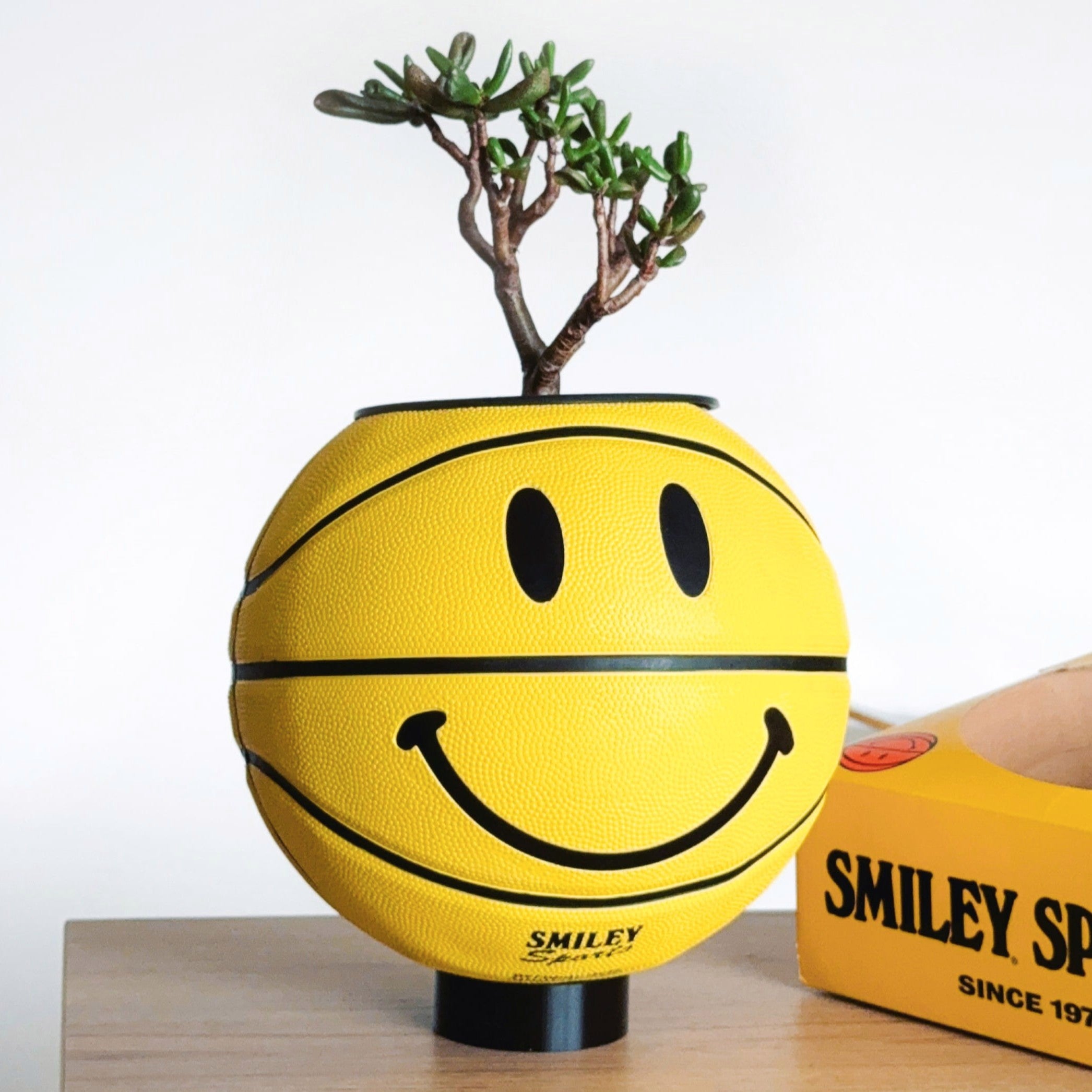 Matera basket plant Smiley