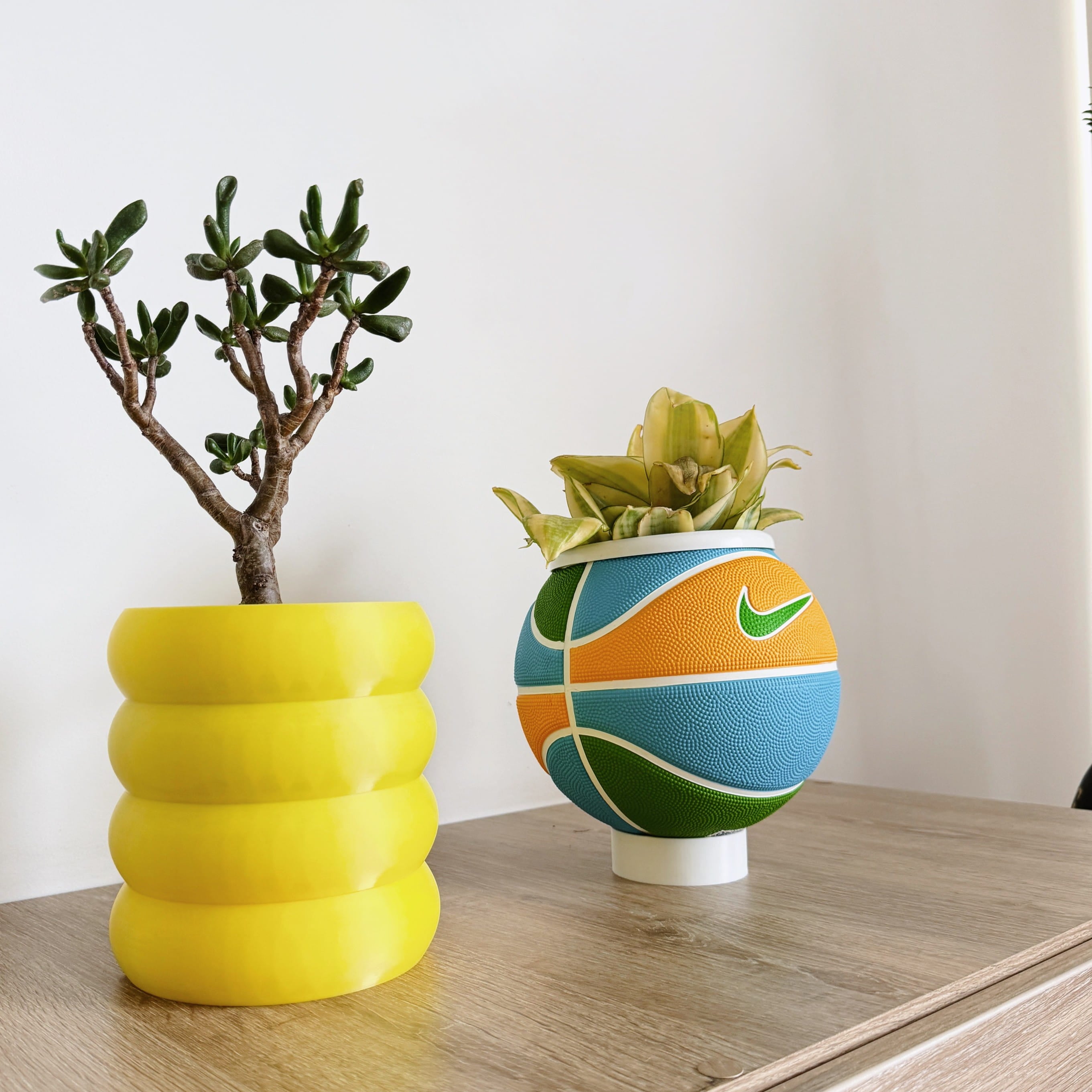 Mini basket plant Blue lemon