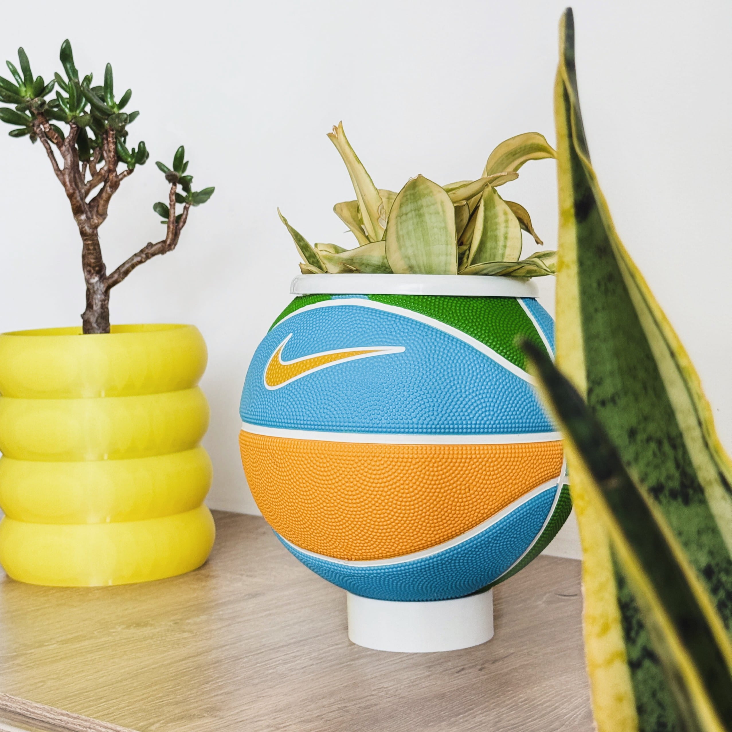 Mini basket plant Blue lemon