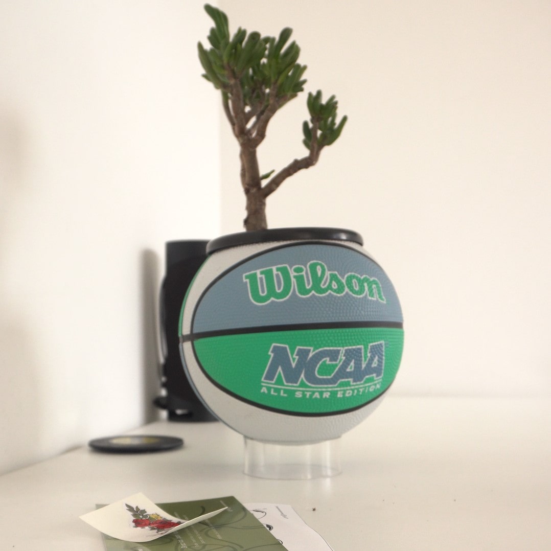 Matera mini basket plant blulemon