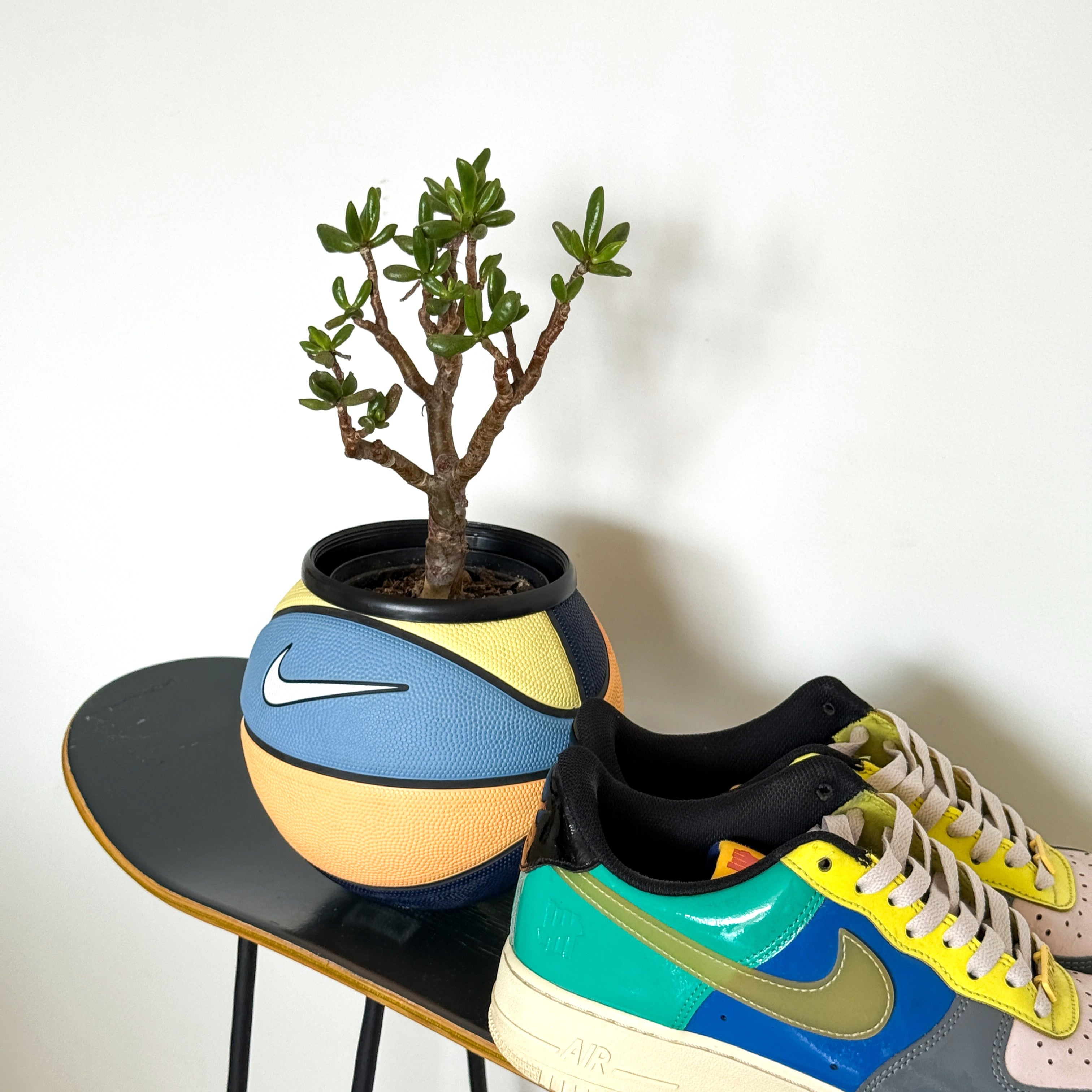 Matera mini basket plant Melon