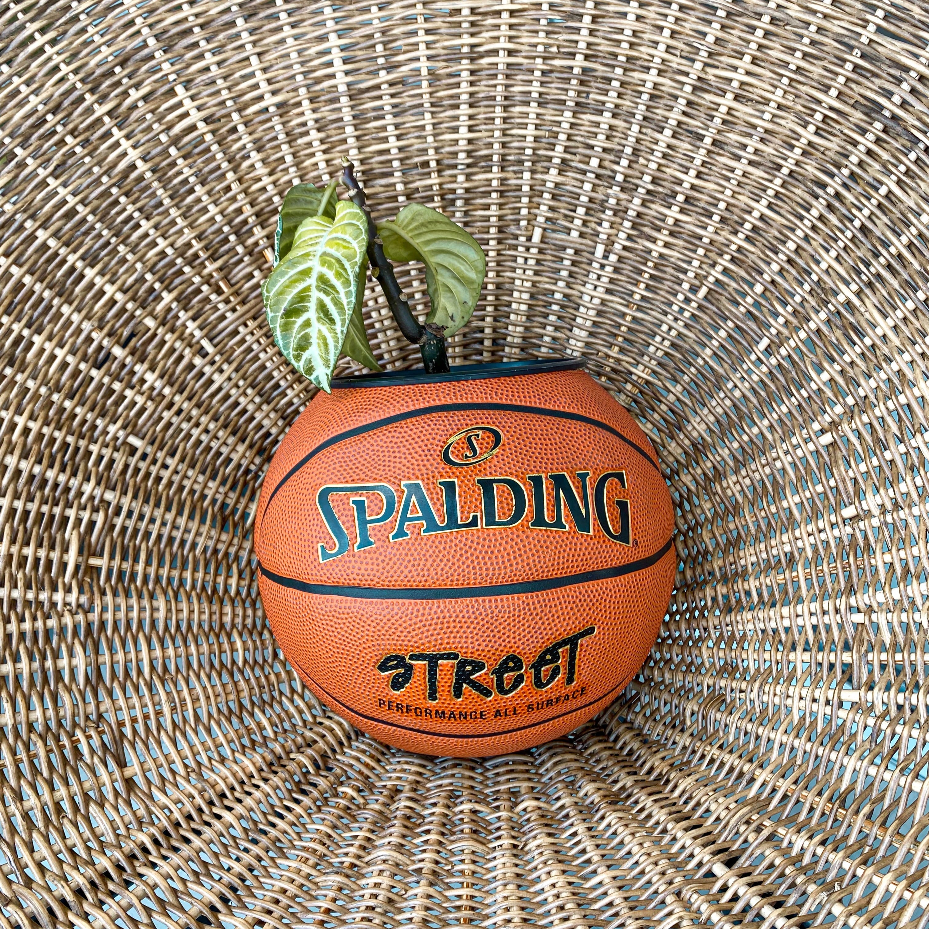 Matera basket plant Spalding Street