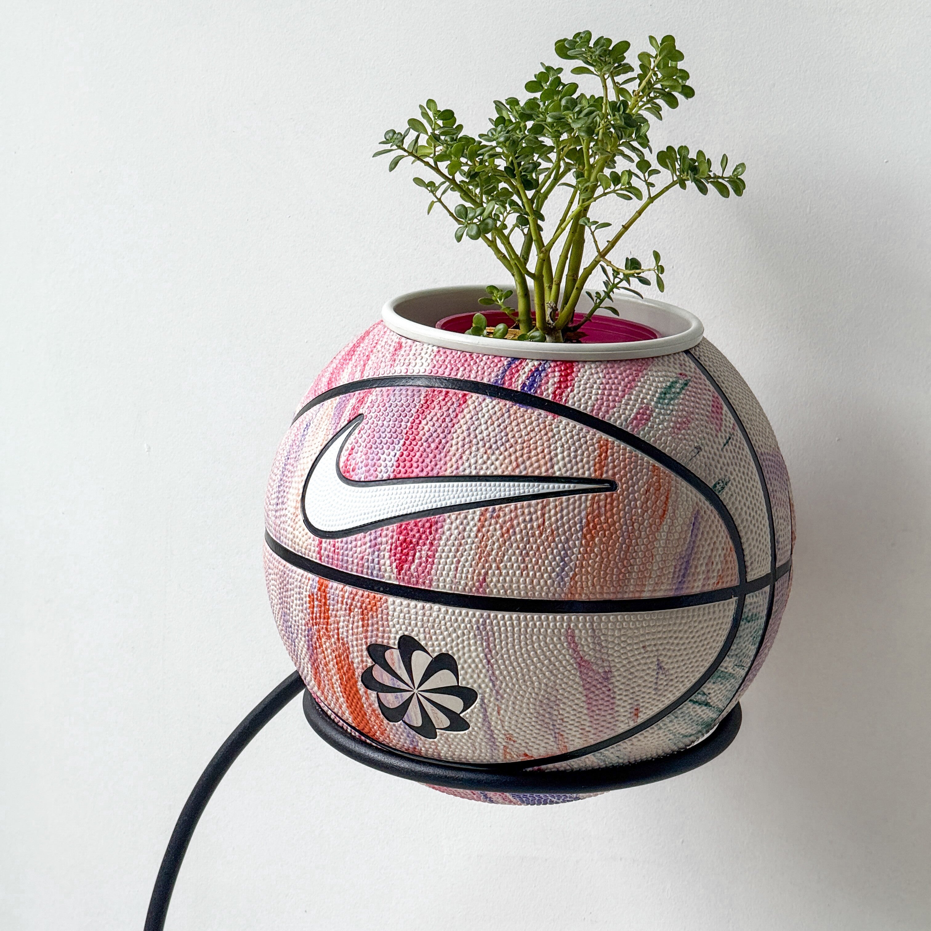 Matera basket plant confit nature