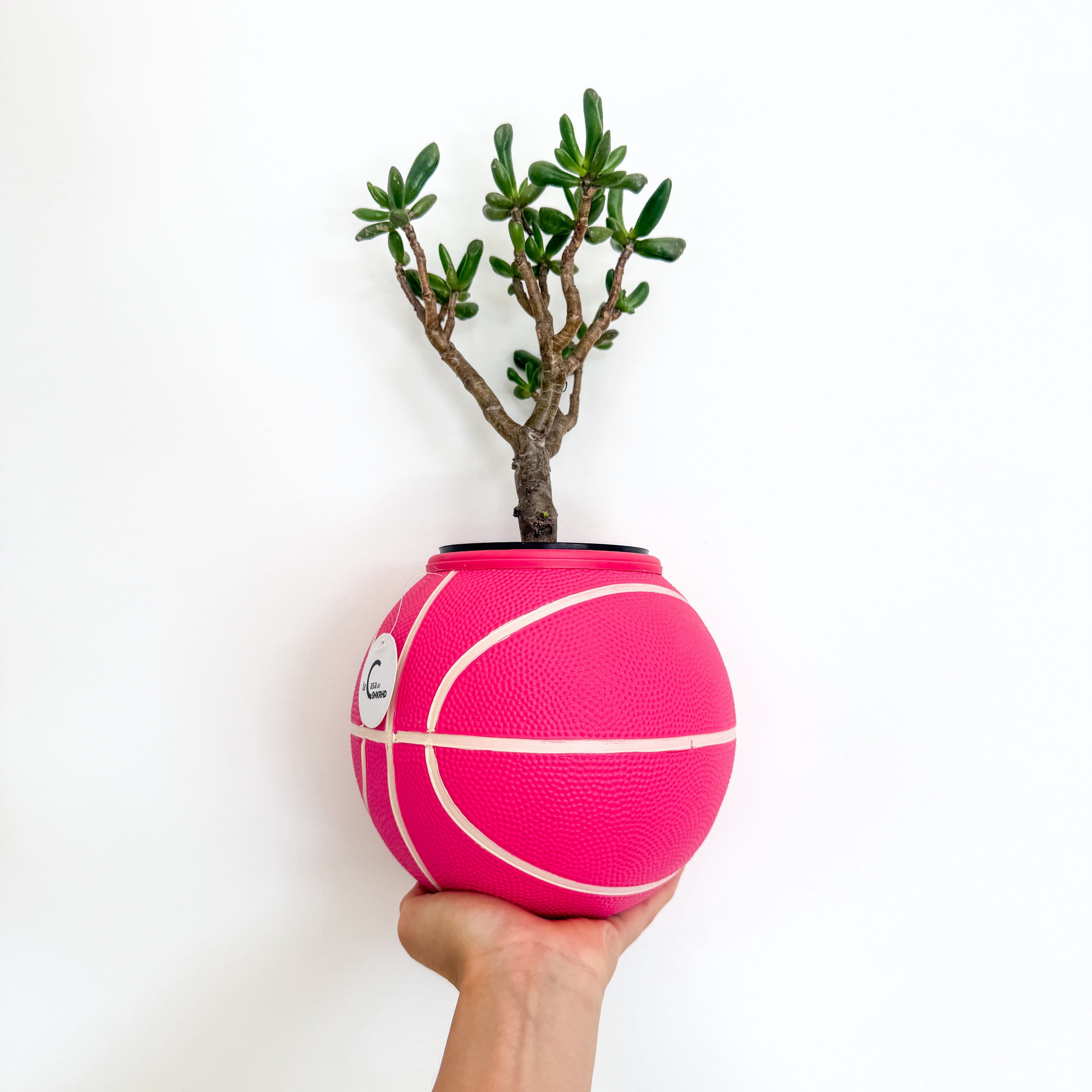 Matera mini basket plant Pink Pump