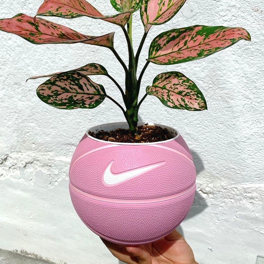 Matera mini basket plant Clasic pink