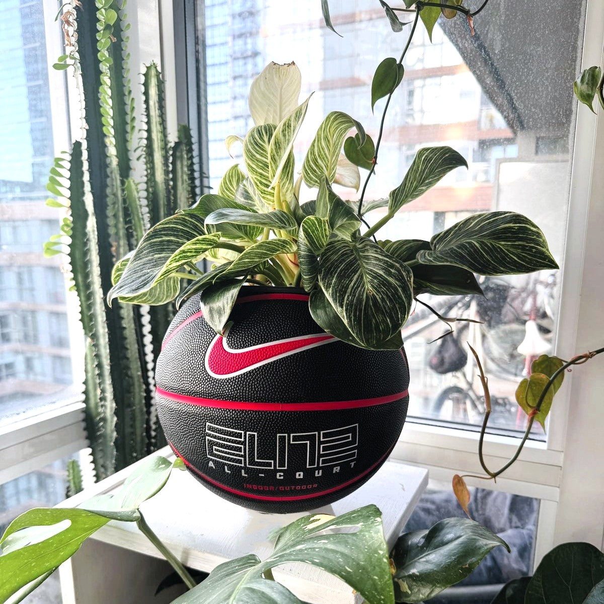 Matera basket plant Elite red