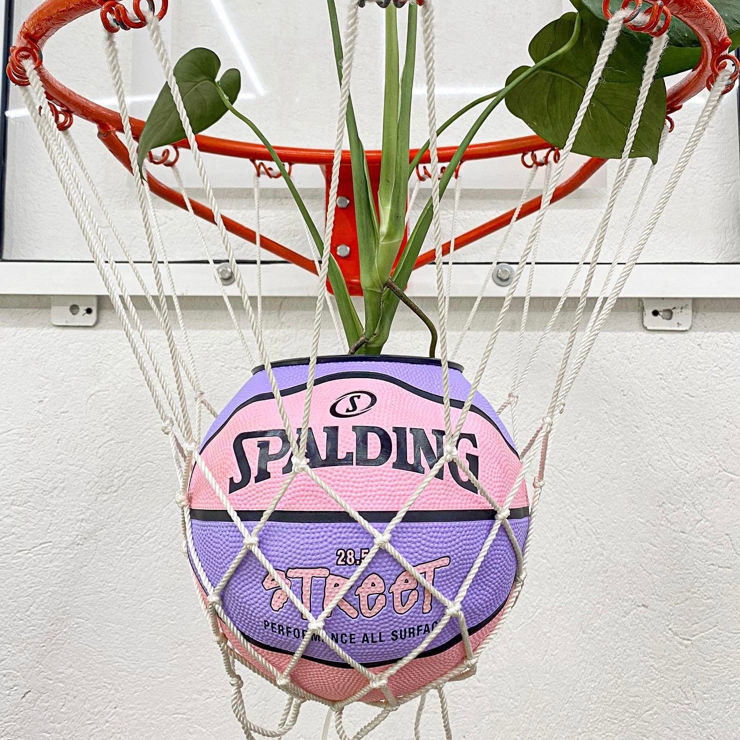 Matera basket plant Spalding Street pink